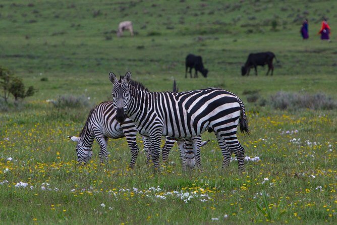 9 Days Tarangire, Serengeti, Ngorongoro Crater & Manyara Camping Safari Tour - A Closer Look at the 9-Day Tanzanian Safari Itinerary