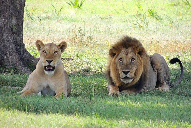 9 Days Tarangire, Serengeti, Ngorongoro Crater & Manyara Camping Safari Tour - Who Is This Tour Best For?