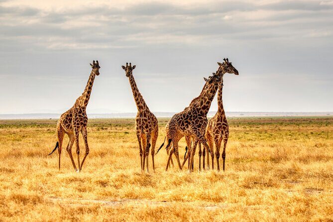 9 Days Uganda Wildlife Safaris, Gorilla Trekking & Hiking - Frequently Asked Questions