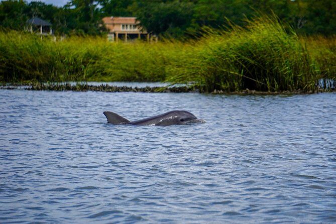 90-Minute Dolphin and Nature Tour of Hilton Head - Who Will Love This Tour?