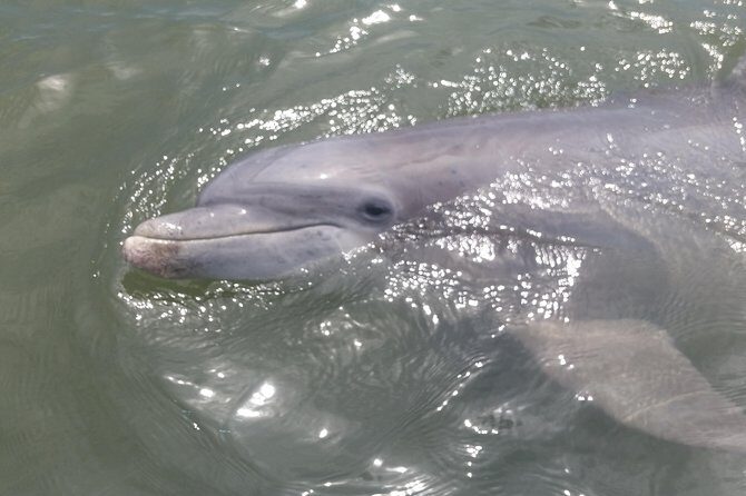 90-Minute Dolphin and Nature Tour of Hilton Head - Frequently Asked Questions