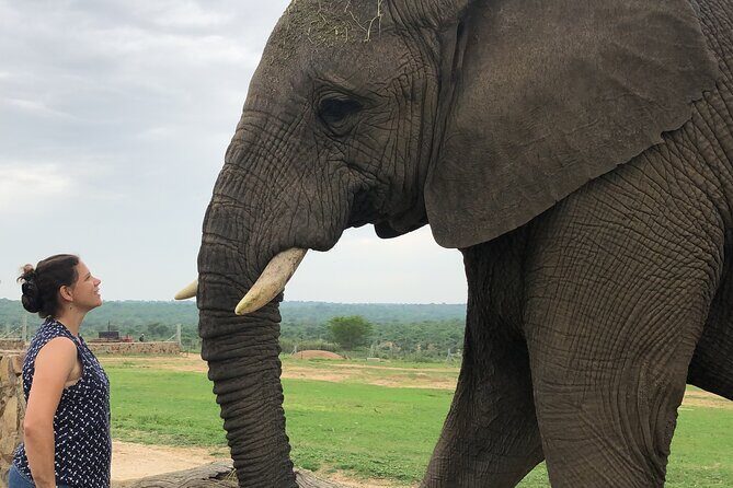 90-minute Elephant Watching Experience in Hoedspruit - Honest Review of the 90-minute Elephant Watching Experience in Hoedspruit