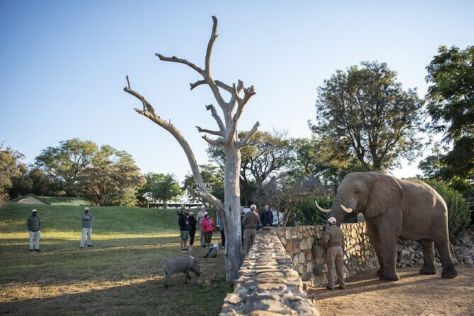 90-minute Elephant Watching Experience in Hoedspruit - Key Points