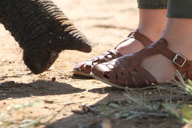 90-minute Elephant Watching Experience in Hoedspruit - Who Will Love This Experience?