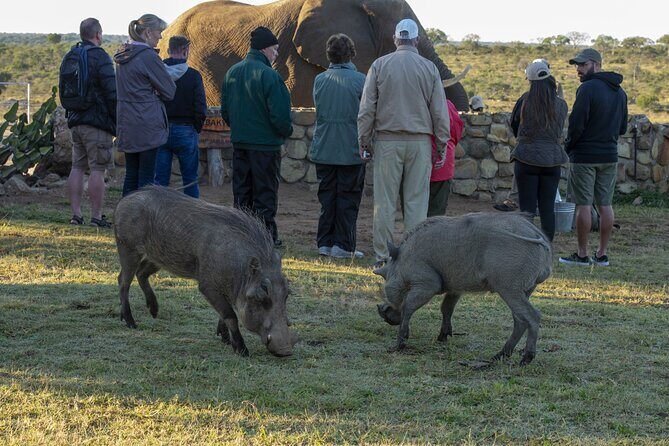 90-minute Elephant Watching Experience in Hoedspruit - FAQs