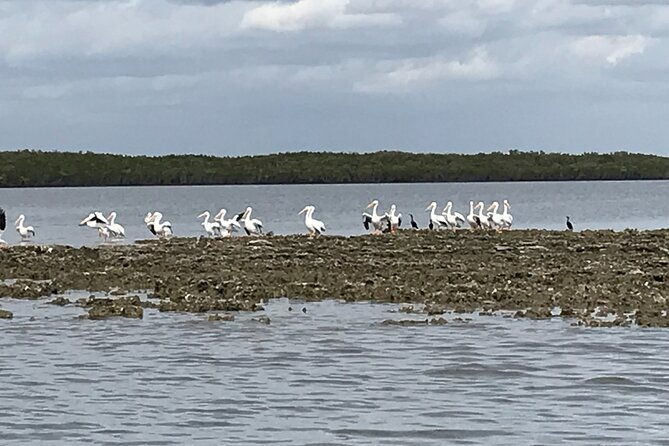 90-minute-guided-eco-airboat-tour-in-homosassa