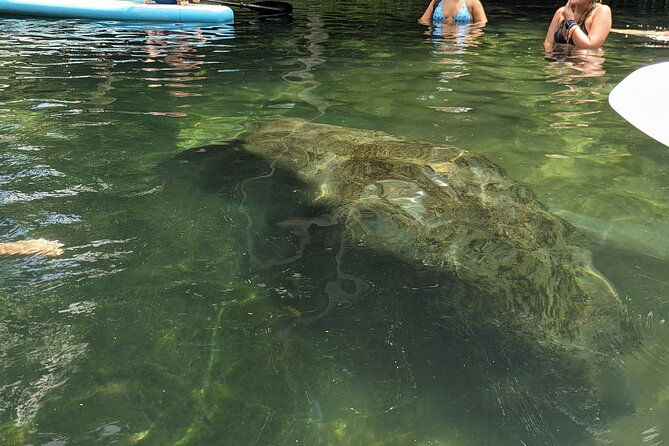 90-minute-guided-eco-airboat-tour-in-homosassa