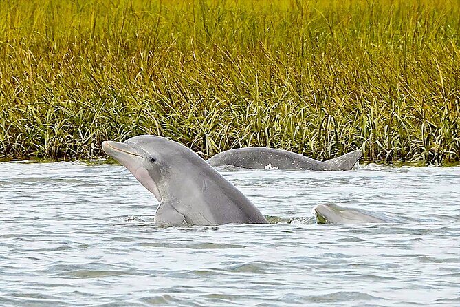 90 Minute Hilton Head Dolphin and Nature Cruise - Key Points