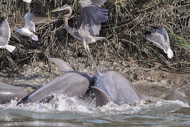 90 Minute Hilton Head Dolphin and Nature Cruise - Who Should Consider This Tour?