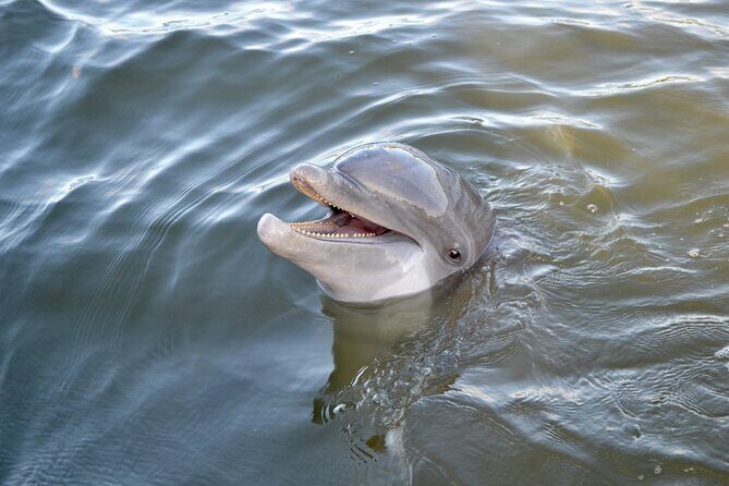 90 Minute Hilton Head Dolphin and Nature Cruise - The Sum Up