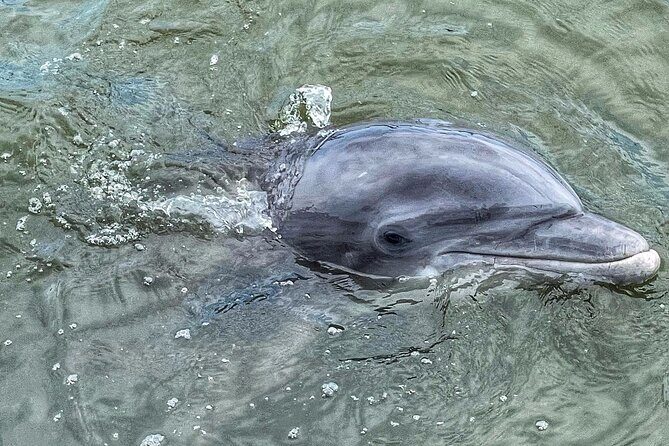 90 Minute Hilton Head Dolphin Tour - Final Thoughts: Who Should Consider This Tour?