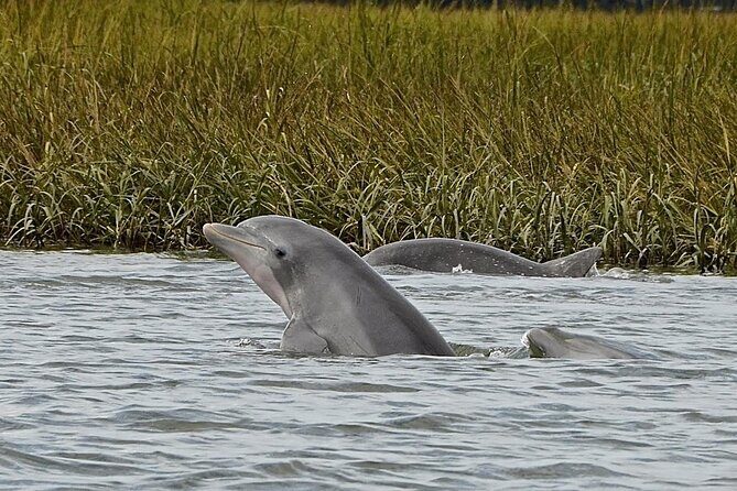 90 minute Hilton Head Sunset Dolphin Cruise - What to Expect on the Hilton Head Sunset Dolphin Cruise