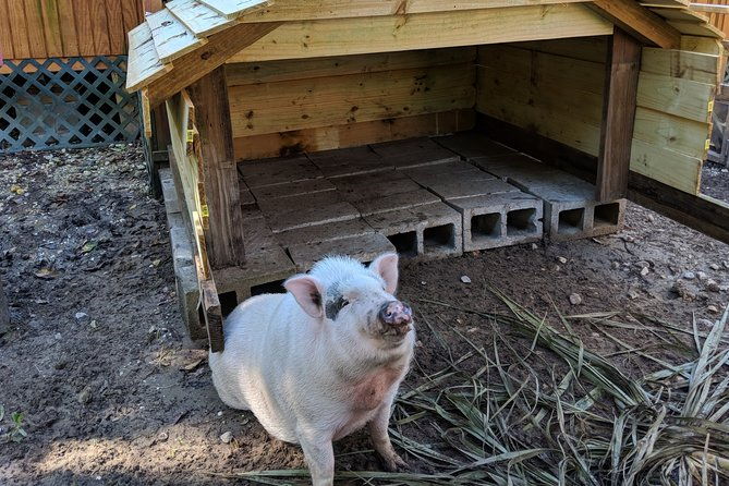 90-minute-jean-lafitte-swamp-and-bayou-tour-with-transportation-2