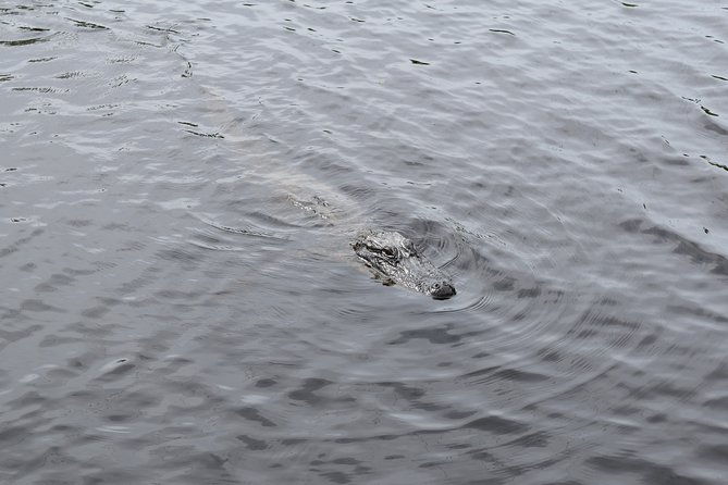 90-minute-jean-lafitte-swamp-and-bayou-tour-with-transportation-2