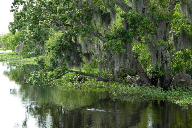 90-minute-jean-lafitte-swamp-and-bayou-tour-with-transportation