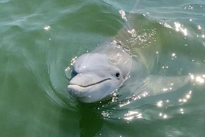 90-minute-private-dolphin-tour-in-hilton-head-island