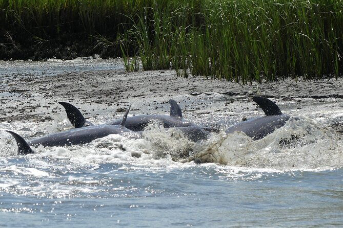 90-minute-private-dolphin-tour-in-hilton-head-island