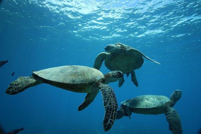 9am Turtle Canyon Snorkel Adventure - What we love about this tour