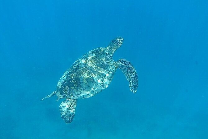 9am Turtle Canyon Snorkel Adventure - FAQ