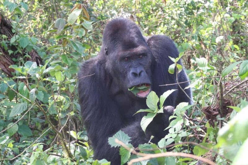 A 10-day Lowland Gorilla trek expedition in DR Congo - A Deep Dive into the 10-Day Experience