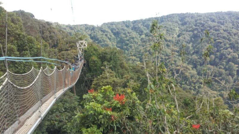 A 10-day Lowland Gorilla trek expedition in DR Congo - Who Is This Tour Best For?