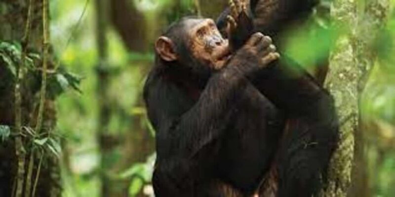 A 4-day Rwanda chimps trek - Key Points  