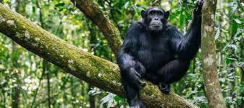 A 4-day Rwanda chimps trek - Exploring Nyungwe National Park: Canopy Walk and Chimpanzee Trekking