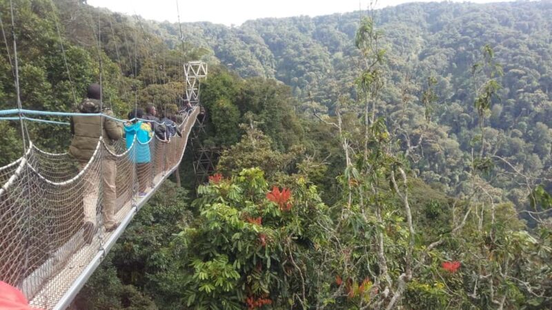 A 4-day Rwanda chimps trek - Practical Details and What to Expect