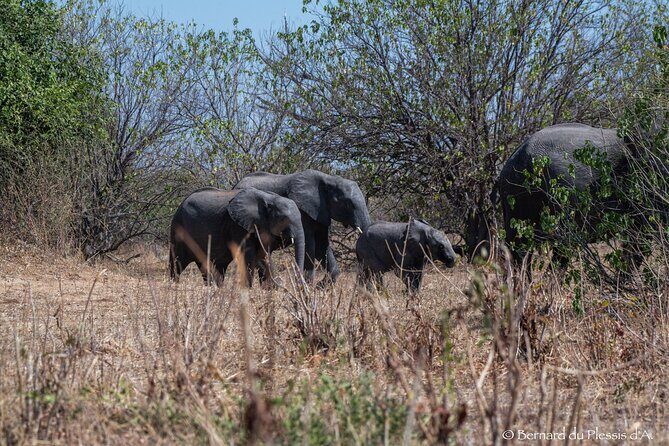 A Chobe Full Day Tour - Botwana - The Cost and Value
