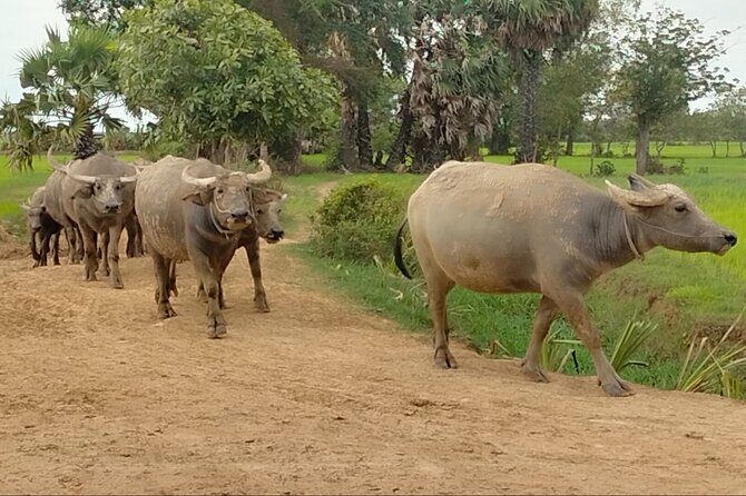 A-Day Angkor Wat Sunrise Tour, Bayon, Ta Prohm, Tonle Sap Sunset - Final Thoughts: Is This Tour Right for You?