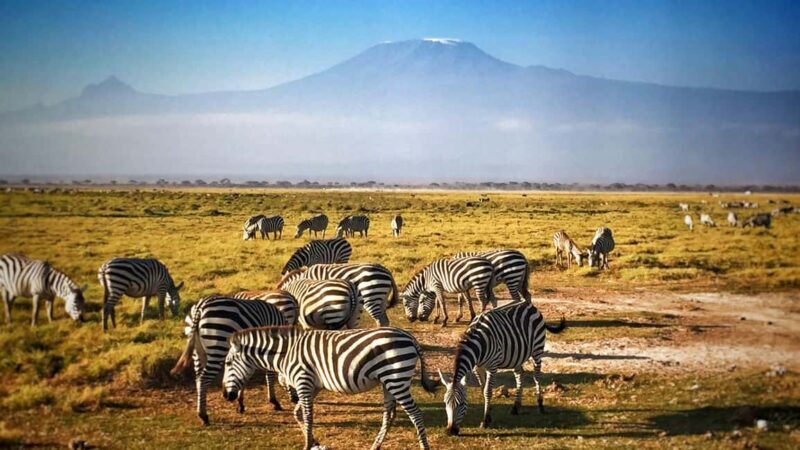 A Day at Amboseli National Park from Nairobi - An In-Depth Look at the Amboseli Experience