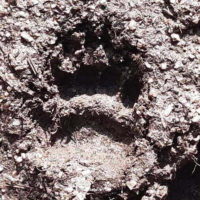 A Day Hike in Mervent Forest (Vendée) - Exploring the Day Hike in Mervent Forest