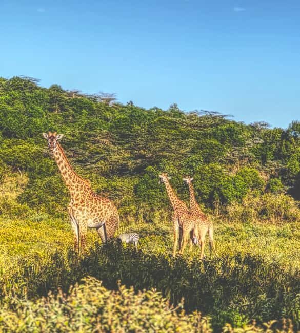 A Day in Arusha National Park - Single-Day Trip - A Comprehensive Look at the Single-Day Trip to Arusha National Park