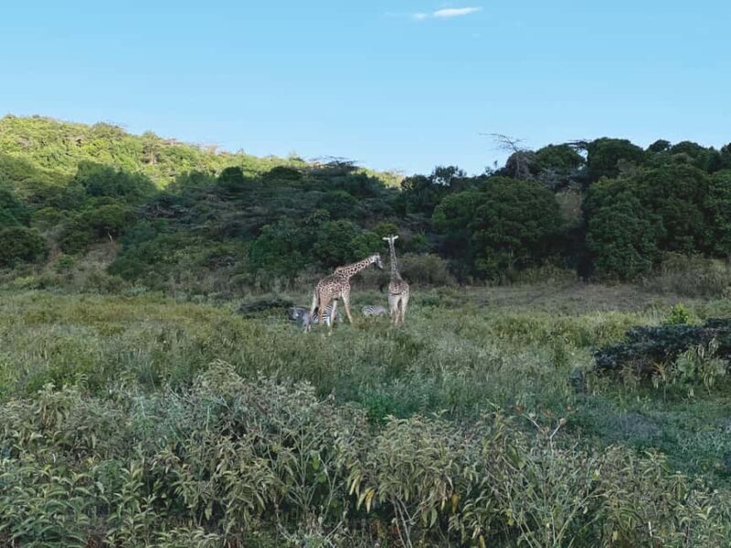 A Day in Arusha National Park - Single-Day Trip - Who Will Love This Tour?