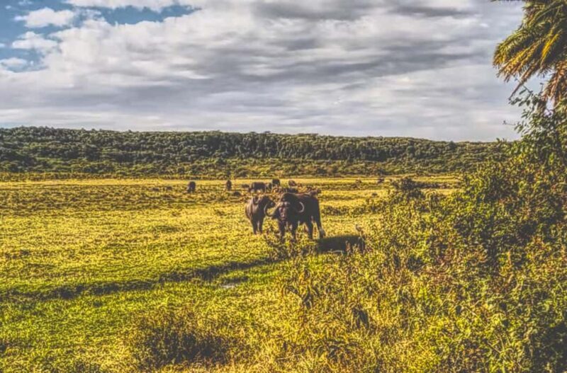 A Day in Arusha National Park - Single-Day Trip - FAQ