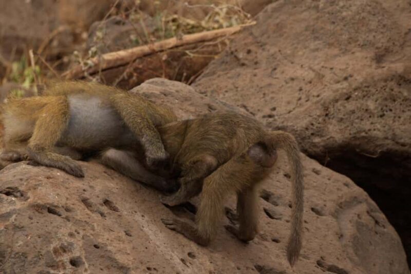 A Day in Lake Manyara National Park - What to Expect from This Tour