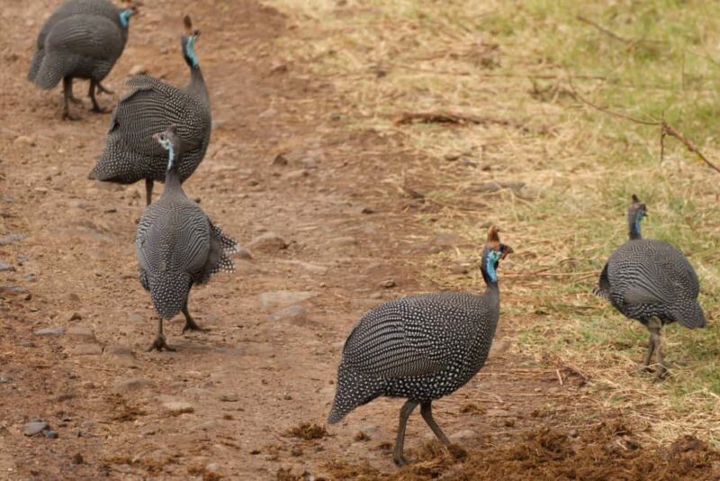 A Day in Lake Manyara National Park - Why We Love This Experience