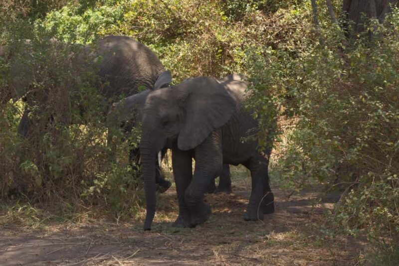 A Day in Lake Manyara National Park - A Detailed Look at the Itinerary