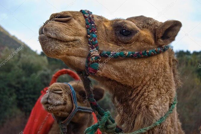 a day in the valley of the ourika and the atlas with a camel ride - What Reviewers Say