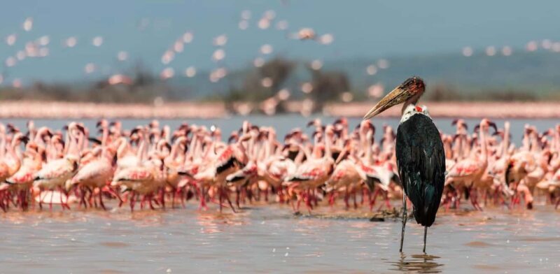 A Day to Nakuru national Park and Boat Ride at Lake Naivasha - Key Points