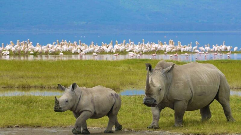 A day tour; Lake Nakuru national park and Naivasha Boat ride - An In-Depth Look at the Tour