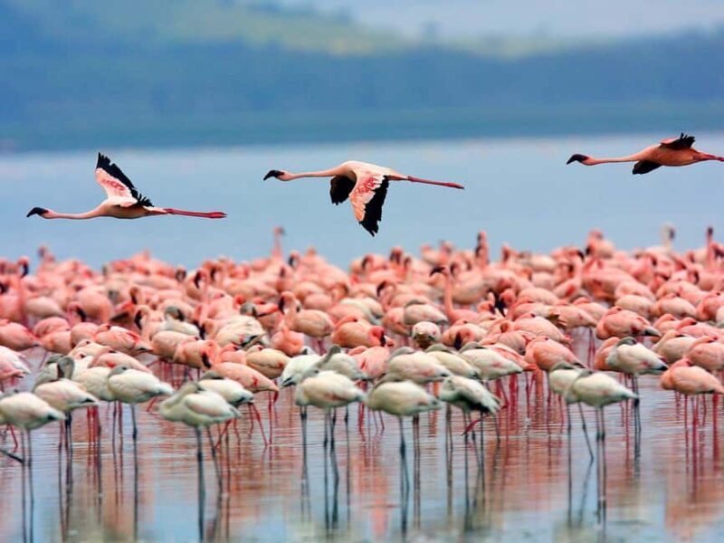 A day tour; Lake Nakuru national park and Naivasha Boat ride - Authentic Traveler Insights & Honest Feedback