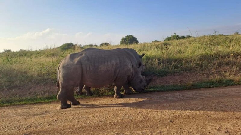 A day tour; Lake Nakuru national park and Naivasha Boat ride - Final Thoughts: Who Should Consider This Tour?
