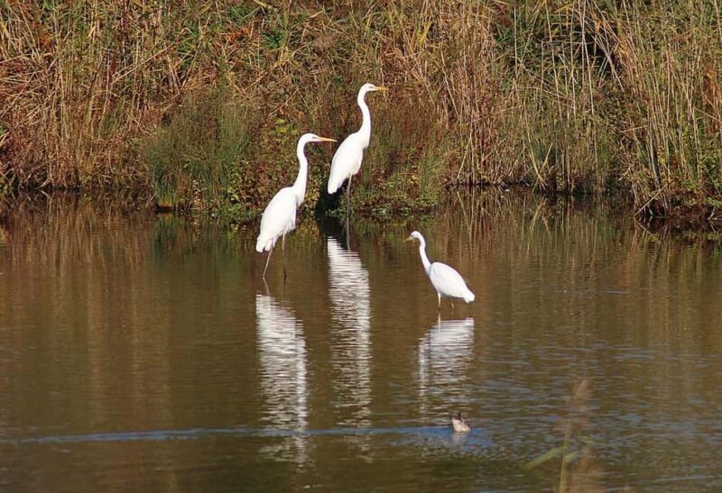 A Day Tour of Bharatpur Bird Sanctuary from Agra. - Key Points