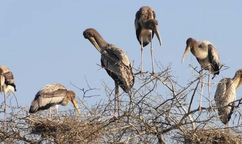 A Day Tour of Bharatpur Bird Sanctuary from Agra. - An In-Depth Look at the Tour