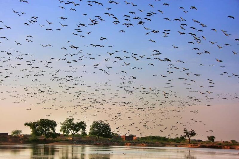 A Day Tour of Bharatpur Bird Sanctuary from Agra. - Practical Details That Matter