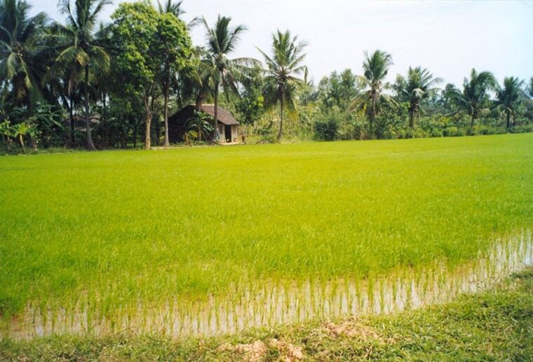 a-day-tour-to-cu-chi-tunnels-and-mekong-delta