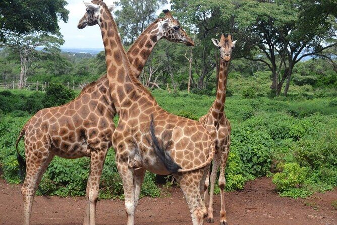 A Day Tour to Giraffe Center in Nairobi Kenya - Exploring the Tour Itinerary in Detail