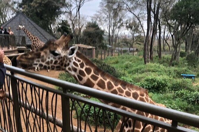 A Day Tour to Giraffe Center in Nairobi Kenya - Transportation and Timing