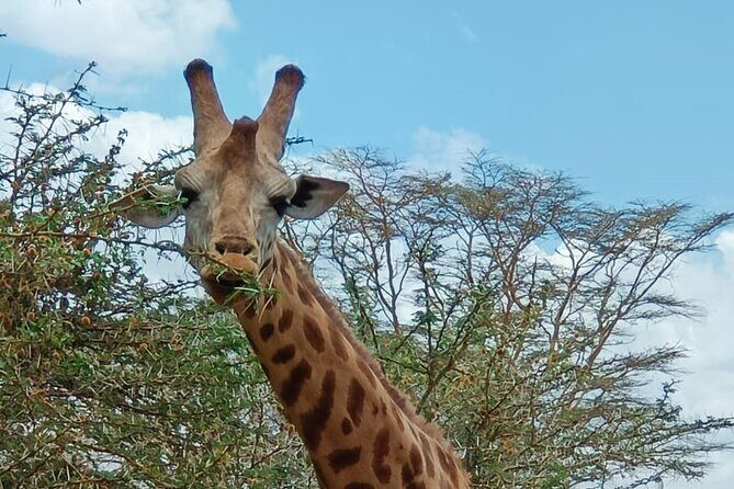 A Day Tour to Giraffe Center in Nairobi Kenya - Value and Cost Analysis